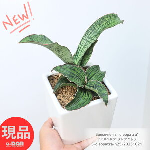 󏭎 qt TXxA NIpg 25cm L[uzCg픫 4TCY A Mt 엿܃v[g  K[f DIY ϗtA C  Â炵 