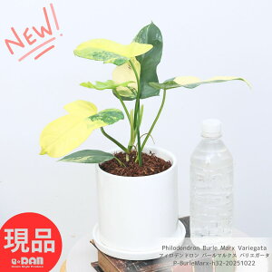 ϗtA   tBfh o[}NX oGK[^ 32cm 픫 4TCY Philodendron Burle Marx Variegata TgCȃtBfh MѐA Ă₷ 鐫y
