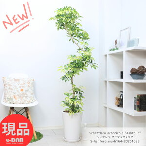 観葉植物 珍しい シェフレラ アッシュフォリア 高さ約164cm 陶器鉢 白 9号サイズ 管理説明書 受皿付き ホンコンカポック マーブル 斑入り 曲がり樹形 希少 黄斑 黄色 葉 アルボリコラ Schefflera a
