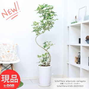  VFt ~L[ 145cmO 픫  9TCY zRJ|bN tC J|bN Ȃ` ϗtA ^ Mt A{R ΂Ɣ̃RgXg IN