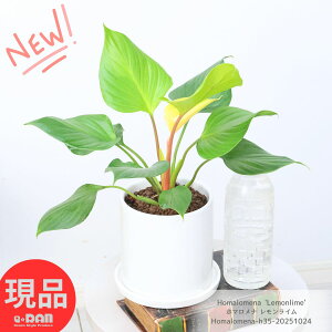 ϗtA  z}i C 35cm 픫 4.5TCY lC̃CeA 荢 TgC z}i Homalomena 'Lemonlime' JXj Mtg  CeAO[ 