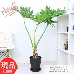 ϗtA iDǂオtBfh Z[  8 125cm ZA[g  ^ ݊ GL]`bNȕ͋C qgfJY C   lC Ԍt ɋ 