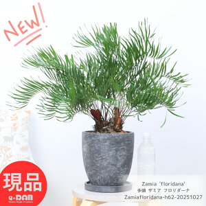 観葉植物 ソテツ 多頭 ザミア フロリダーナ 5ヘッド 高さ約62cm 7号サイズ エッグセメントポット 希少種 フロリダ ザミア 多頭 フロリダソテツ Zamia 'floridana' そてつ 蘇鉄 塊根植物 インテリア