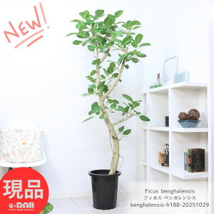 ^ S̖  tBJX xKVX 10 188cm Ȃ` lC ϗtA  xK{_CW xK {_CW  SmL V{c[ ojc[ 