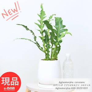 V_A JUV_ AOIt@ RiX 53cm 5TCY GbOzCg픫 A 󏭃V_  K[f DIY ϗtA  V_  CeA  ^ n