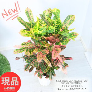 ϗtA Ng GNZg 7 85cm قtn Ǘ Mt 엿܃v[g  K[f DIY ϗt J[[t FʂlC gsJ 썑͋̕C j 