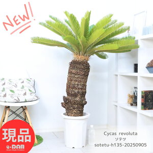 ϗtA  ^  \ec 10 135cm (hSEĂ) K[fjO N 썑[h LO ][g  lC OŊǗ A͂ł썑̖ V{c[ oRj