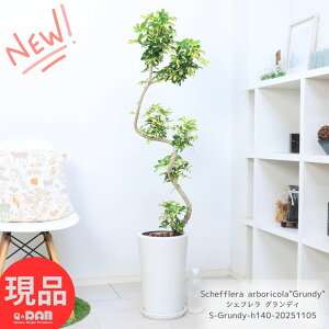 VFt OfB 140cm 픫  9TCY Mt ϗtA  ^ VFt zRJ|bN A{R R` ϊ INgpXc[ Ft Schefflera arbori
