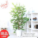 ＼ポイント5倍／果樹 大型 実成り実績あり 花芽付き ジャボチカバ (大葉系) 10号鉢 四季生り性 高さ約174cm 大株 珍しい 観葉植物 果物 苗 南米ブラジル産 トロピカルフルーツ フトモモ科 ミルキアリア属 Myrciaria cauliflora 巨峰に似た実【現品発送】