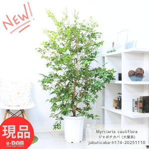 ʎ ^ т ԉt W{`Jo (tn) 10 lG萫 174cm 劔  ϗtA ʕ c ăuWY gsJt[c tg ~LAA Myrciar