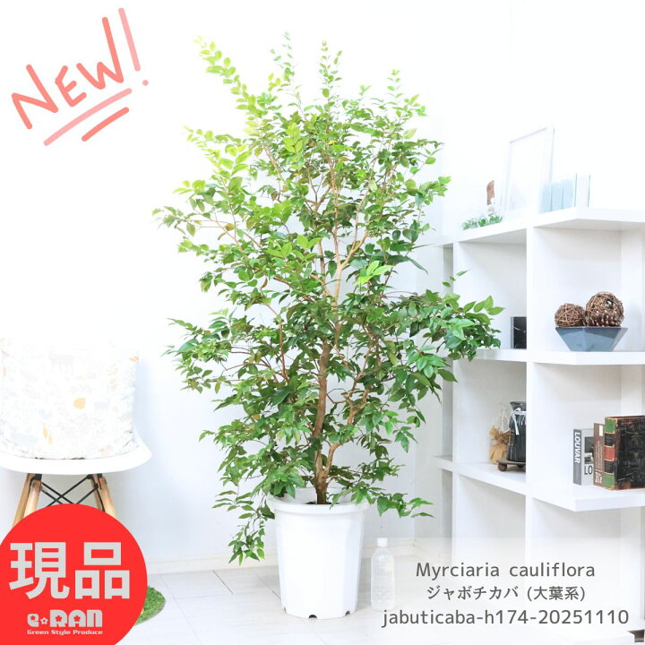 楽天市場】果樹 大型 実成り実績あり 花芽付き ジャボチカバ (大葉系 
