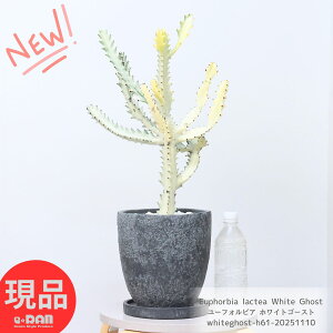 A [tHrA zCgS[Xg 61cm GbOZg|bg 7TCY ϗtA 󏭎 H F Euphorbia lactea White Ghost NeBA i ڂĂ T{e r
