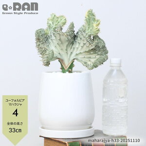 �_�|�C���g5�{�^�y�I�ׂ錻�i�����z�����A�� ���[�t�H���r�A �}�n���W�� ������30�`40cm new�G�b�O�z���C�g���픫 5���T�C�Y �R�[�����s���N �� �� �Ԏ� ���E���P�T���S ��M�t�� �������� ��