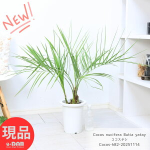  RRXV 7 82cm ^CV Vo[[t uWV K[fjO A A I[V[Y XH ~ɋ 傫V ϗtA bNK[f hCK[f 