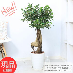 ϗtA 󏭎 Rp_KW} Cd ږ 101cm 8 K̖ ɑ p_KW} h[t ܂ ␫  }oKW} LWi[  j Vz