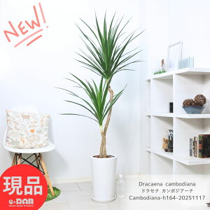 ϗtA ^ hZi J{WA[i 픫  164cm 9TCY ɋ Ԍt K ï Kȗ BȂK lC hZi J{WAi Dracaena cambodiana 