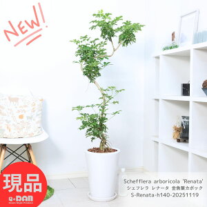 _N[|&|Cg^ϗtA VFt i[^ tJ|bN 140cm 픫  9TCY lC O[ ̔̂悤Ȍ`̗t zRJ|bN Schefflera arboricola 'Renata'
