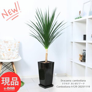 ϗtA hZi J{WA[i 픫  129cm 7TCY ɋ Ԍt K ï Kȗ BȂK lC hZi J{WAi Dracaena cambodiana ň