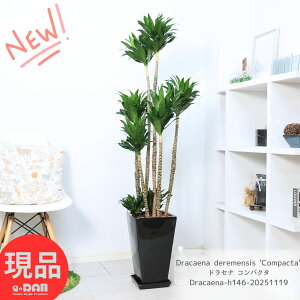 ϗtA ^ hZi RpN^ 픫  146cm 9TCY Ă₷ hZi [lbL[ ␫ihZi fVXj̒xhZi Ԍt K ï JXj 