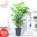 観葉植物 大型 クジャクヤシ 10号鉢 高さ約153cm 管理説明書 受皿付き 肥料小袋プレゼント コモチクジャクヤシ wine palm カリオタ フィッシュテールパーム カブダチクジャクヤシ（株立ち孔雀椰子）ヤシの木 Caryota mitis 室内 寒さに強い 新築祝い【現品発送】