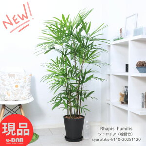 ϗtA ^ V`NiL|j140cm ZA[g8 ɋA V̖؂̒ RV A AWAeCXg a_ Rhapis humilis Jm`N ĂA Ă₷