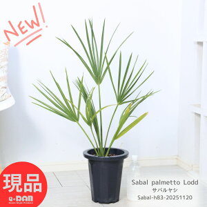 ϗtA V ToV 83cm 7 ϊ Ǘ Mt 엿܃v[g Sabal palmetto Lodd j V{c[ Mtg A V̖ RN^[ N}fV 