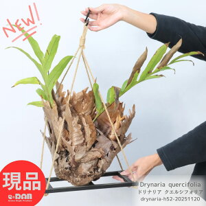 V_ 劔 hiA NGVtHA A52cm nMOt[d ϗtA Drynaria quercifolia  V_  RNVvc Gst@CgDt V[h 