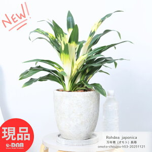 _N[|&|Cg^ÓT|A N (Ig)  53cm 7TCY @ GbOZg|bg  LcIg Ă₷ ϗtA zj Ig N̂A