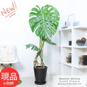 観葉植物 大型 幹上がりモンステラ デリキオーサ 10号鉢 セラアート鉢 黒 高さ約156cm 風水 金運アップ 開店祝い 移転祝い 結婚祝い 湧き出る水 デリシオーサ デリキオサ Monstera deliciosa 鳳来蕉 ホウライショウ属 穴の開いた葉 大きな葉 南国【現品発送】