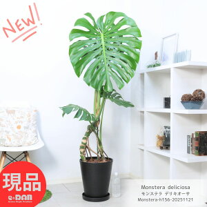 ϗtA ^ オ胂Xe fLI[T 10 ZA[g  156cm  ^Abv JXj ړ]j j No鐅 fVI[T fLIT Monstera deliciosa P 