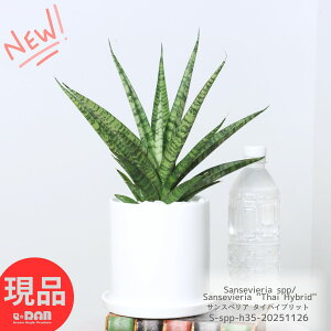 A TXxA ^CnCubg 픫  35cm ϗtA 4 IgmI E[c TZxA  󏭎 Ղ̔ Η Ă₷ e[uO[ 