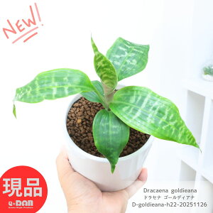 ϗtAhZi S[fBAi 픫  22cm 4TCY Ǘ Mt 엿܃v[g E[c Dracaena goldieana [uvg i Ă₷A JXj 