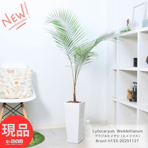 lC̃uWqViqRRXj133cm 픫  V̖  j Vzj JXj K[f DIY IȃCeA @ Ht Lytocaryum V gJE ϊ ωA 