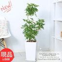 ＼クーポン&ポイント／シェフレラ コンパクタ クイーン 陶器鉢 白 高さ105cm S字樹形 曲がり おすすめ ホンコンカポック アルボリコラ カポック 丈夫で育てやすい 初心者 耐寒性 オクトパスツリー 店舗 新築祝い 掌形【現品発送】