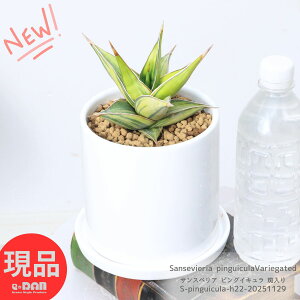 A 󏭎 TXxA sOCL  4TCY 픫  22cm Ǘ Mt Sansevieria pinguicula Variegated TZxA TXxȀ  K[f C 