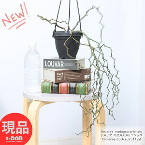 A  fJA }_KXJGVX (WOUO̖) 4݂蔫 c̒50cm ϗtA vc R[fbNX  Dorstenia Foetida  j[NȐA 򍪐A rU[v