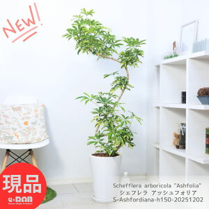 ϗtA  VFt AbVtHA 150cm 픫  10TCY Ǘ Mt zRJ|bN }[u  Ȃ`   F t A{R Schefflera 