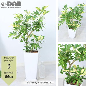 �_�|�C���g5�{�^�y�I�ׂ錻�i�����z�ϗt�A�� ������ �V�F�t���� �O�����f�B ������80�`120cm ���픫 7���T�C�Y �V�F�t���� �z���R�� �J�|�b�N �A���{���R�� �Ȑ� �Ȃ�����` �ϊ��� �I�N�g�p