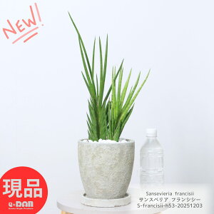 _N[|&|Cg^A TXxA tVV[ 43cm Zg|bg 5TCY  K[f DIY ϗtA  TZxA cc`gZ A  ĈՂ a