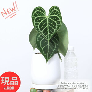 AXE NlrE 41cm GbOzCg픫 5TCY Ǘ Mt 엿܃v[g ϗtA n[g^ _O[  ͗le[uO[  