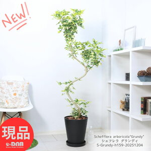 _N[|&|Cg^ϗtA ^  VFt OfB 159cm 10 ZA[g  Mt VFt zRJ|bN A{R Ȃ` ϊ INgpX