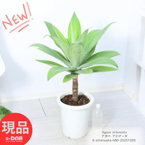 _N[|&|Cg^A  オ AKx Aei[^ 8 80cm ϗtA   AekAi[^ AbekA[^ CeAO[ ^ 㗖 E[c 