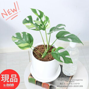 ϗtA  qXe 33cmO 픫  Mt 4TCY PXe TgC tBhtH Rhaphidophora tetrasperma 'Variegata' tBhtH egXy} o