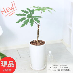 _|Cg5{^ϗtA  gxVA p}[^ 픫  76cm 7TCY h 󏭃A ̌̂悤Ȍ`̗t p Snow flake Plant ̌ ʂ̏Ȃ gEFVA Treve