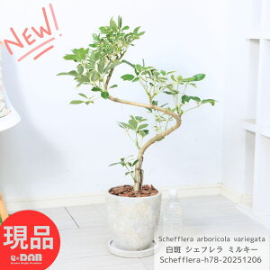 _N[|&|Cg^ VFt ~L[ 78cmO GbOZg|bg 7TCY Mt zRJ|bN tC J|bN Ȃ` ϗtA A{R INgpXc