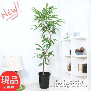 _N[|&|Cg^ϗtA ^ S̖ tBJX AXe_LO 10 186cm Ȃ` Ǘ Mt VEiS VEiSmL ǎ Ă₷^ 