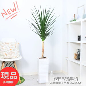 _N[|&|Cg^ϗtA hZi J{WA[i 픫  136cm 7TCY ɋ Ԍt K ï Kȗ BȂK lC hZi J{WAi Dracaena ca
