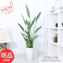 ＼ポイント5倍／ストレリチア レギネ 3株仕立 8号鉢 白 高さ約129cm 観葉植物 極楽鳥花 バショウ科 ストレリチア属 Strelitzia reginae レギナエ レギネー レジーネ ゴクラクチョウカ バード オブ パラダイス リビンググリーン【現品発送】