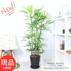 _|Cg5{^ϗtA V`NiL|j138cm ZA[g8 ɋA V̖؂̒ RV A AWAeCXg a_ Rhapis humilis Jm`N ĂA