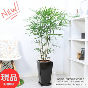 �_�|�C���g5�{�^�� �E���i���V�����`�N �_�잡�L�| ������125cm �p���픫 �X�N�G�A�u���b�N 9���� ������ �Ǘ������� ��M�t�� �엿���܃v���[���g �ϗt�A�� �R�V���� �a�� ���荢�� �J�X�j